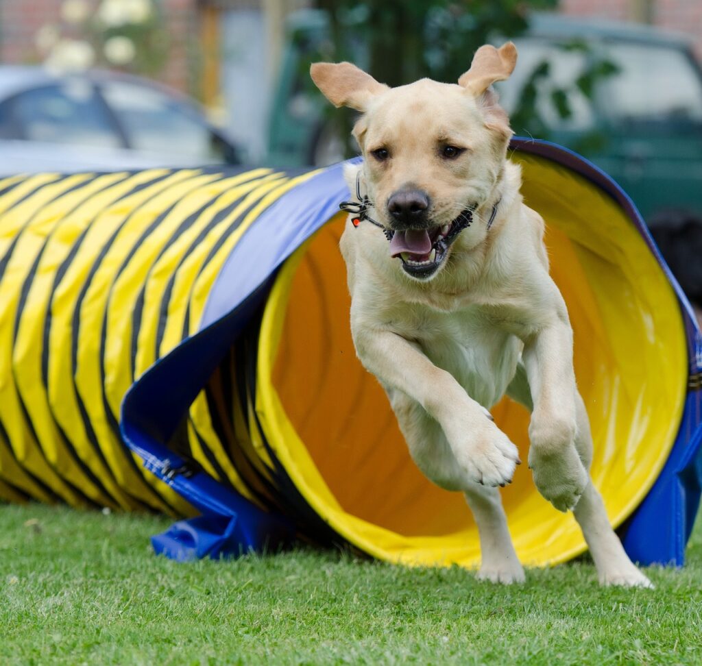 labrador, tunnel, agility